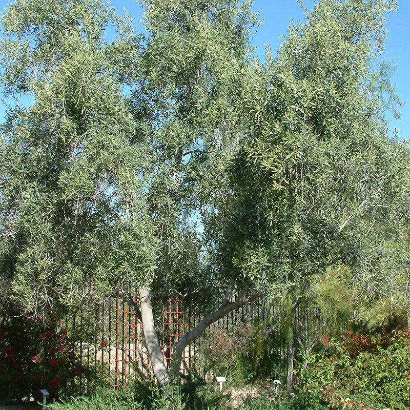 Olea europaea Swan Hill