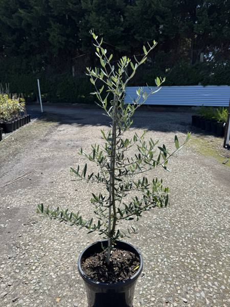 Olea europaea 'Tolleys Upright'