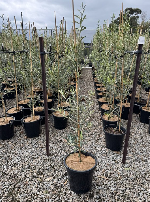 Olea europaea 'Del Morocco'