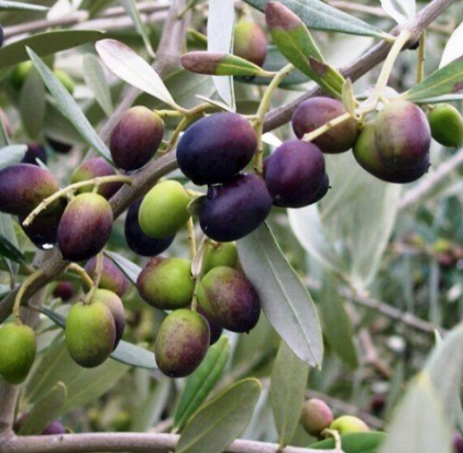 Olea europaea 'Picholine'