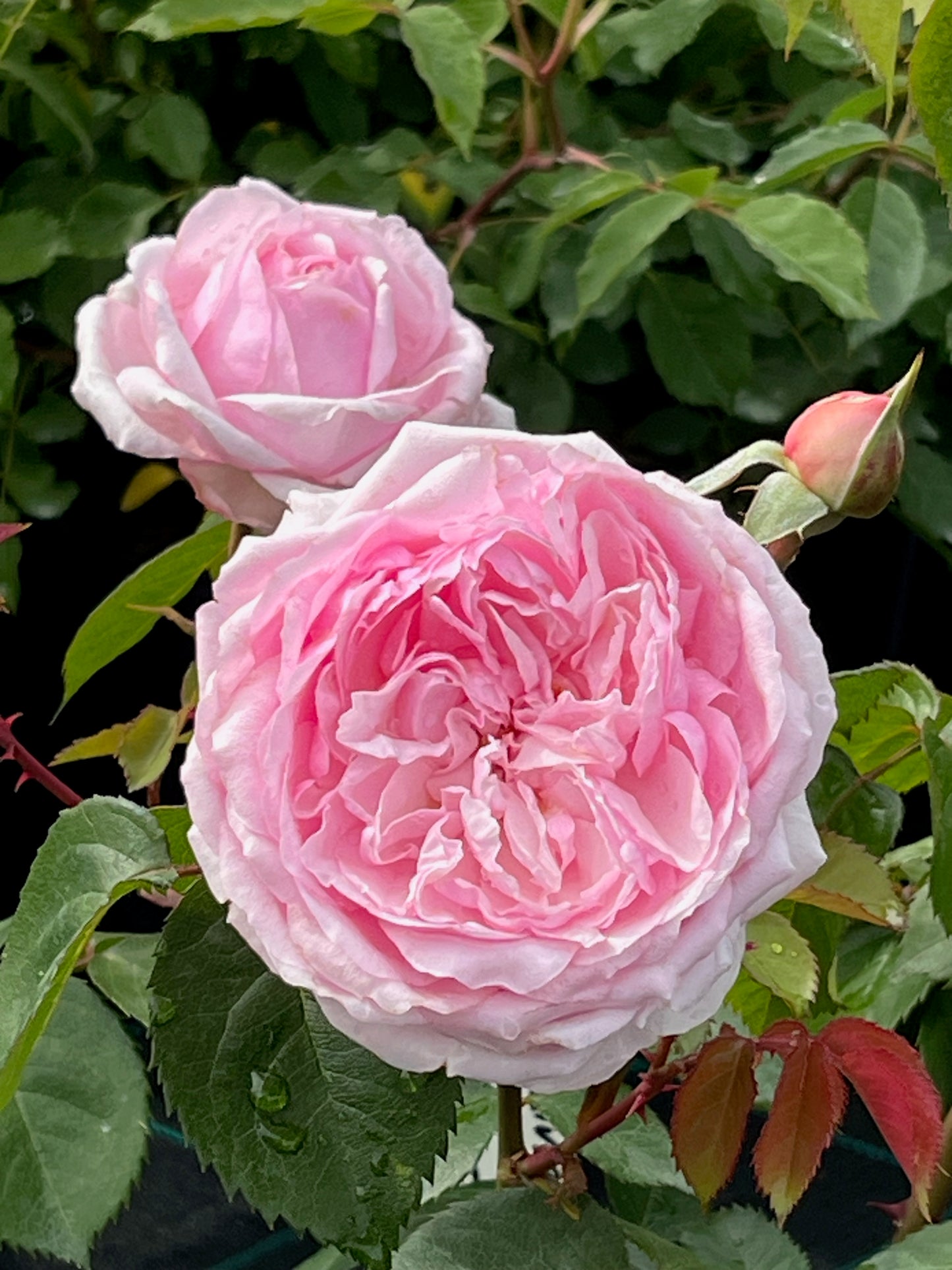 Rose - Olivia Rose Austin