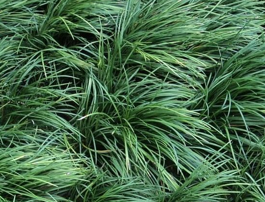 Ophiopogan japonicus tall