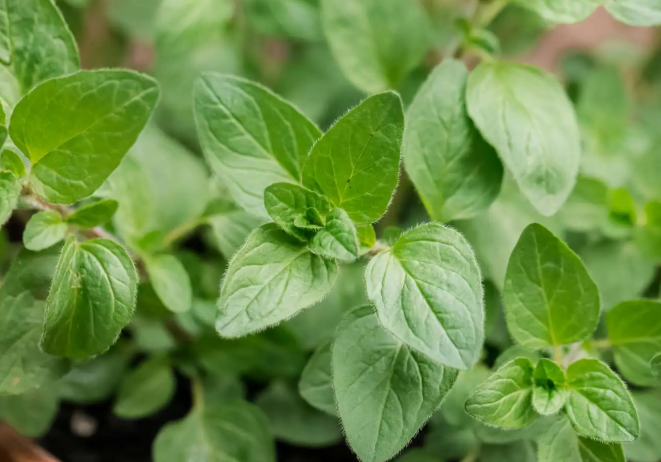 Oregano