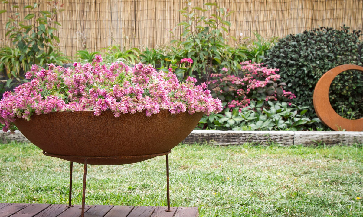 Origanum ‘Bellissimo’