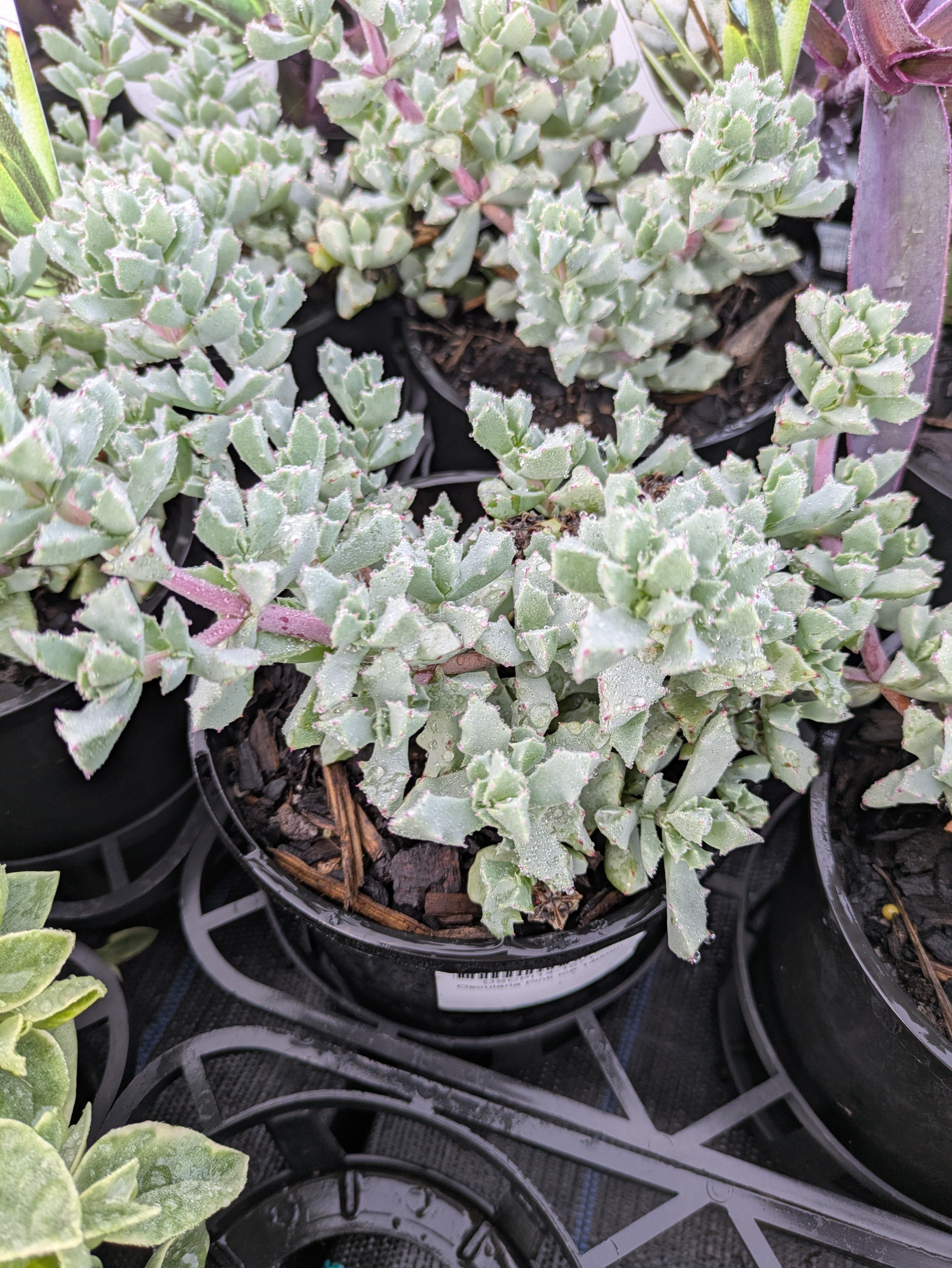 oscularia succulent Oscularia deltoides Pink Ice – The Plant Broker