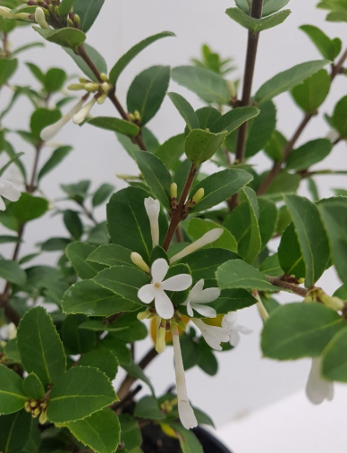 Osmanthus Pearly Gates