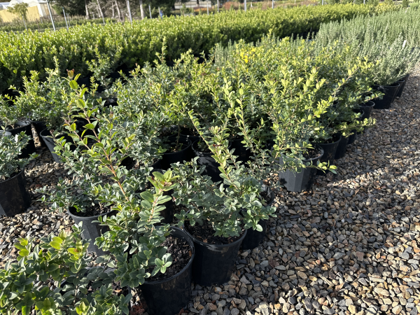 Osmanthus Pearly Gates