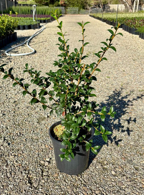 Osmanthus x burkwoodii