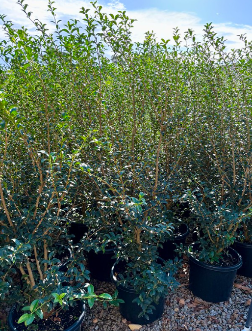 Osmanthus x burkwoodii