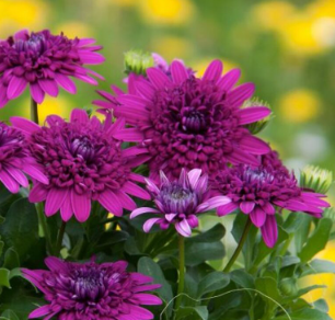 Osteospermum 3D Purple