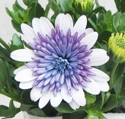 Osteospermum 3d Steel Blue