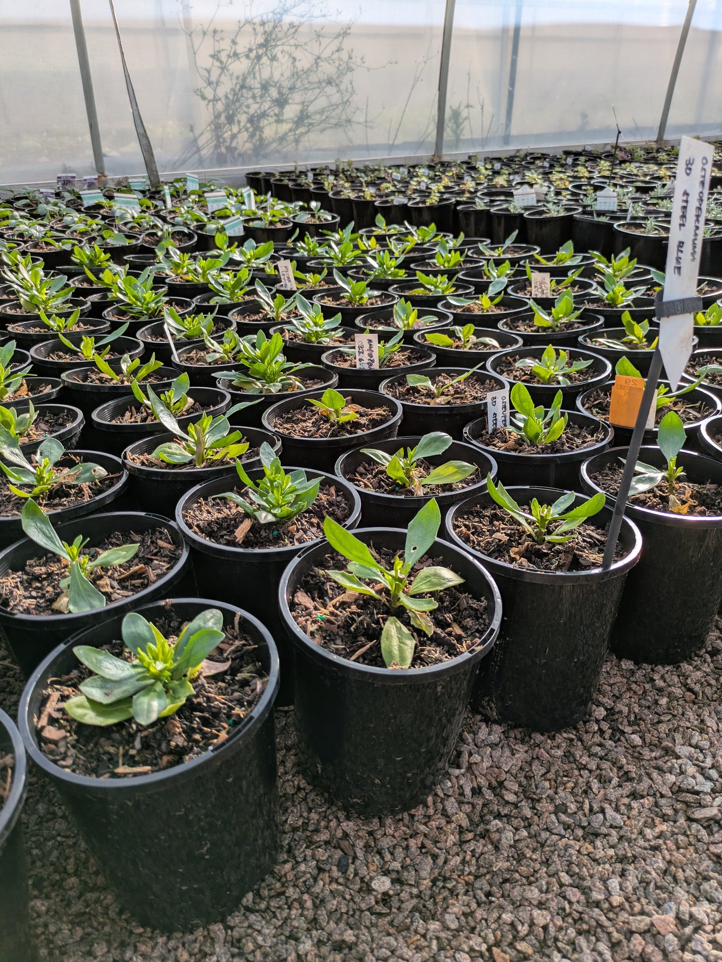 Osteospermum 3d Steel Blue