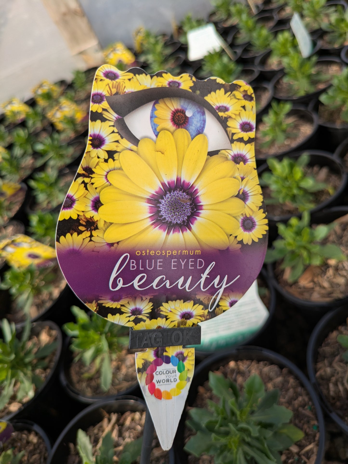 Osteospermum Blue Eyed Beauty