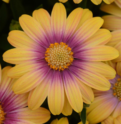 Osteospermum Blushing Beauty