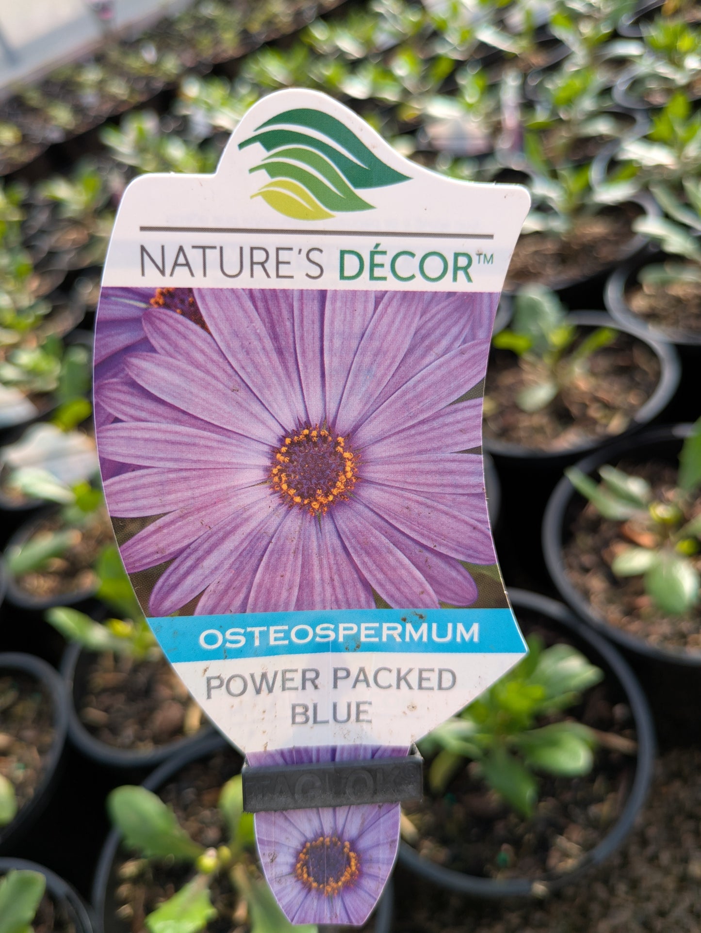 Osteospermum Power Packed Blue