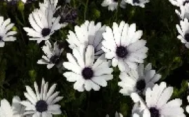 Osteospermum Prostrate White