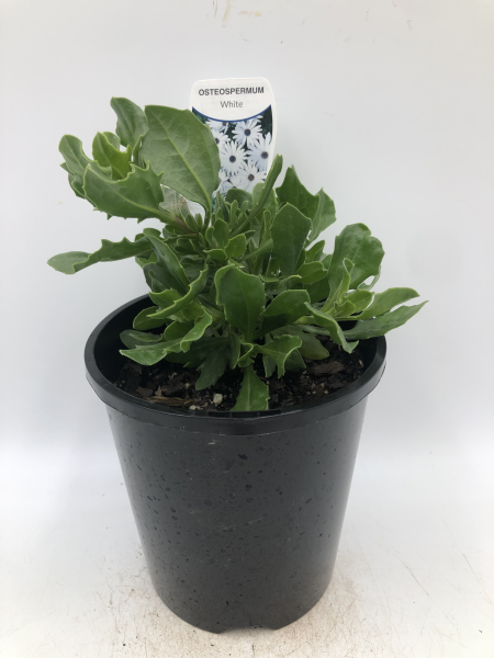 Osteospermum Prostrate White