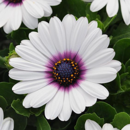 Osteospermum Purple Eye