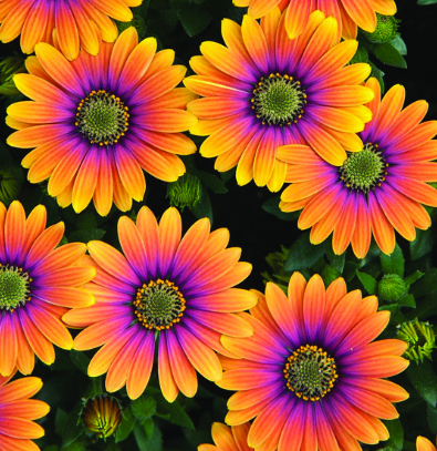 Osteospermum Purple Sun