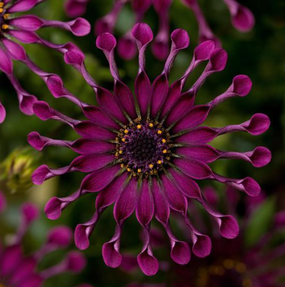 Osteospermum Spider Purple