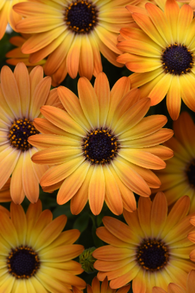 Osteospermum Sunshine Beauty