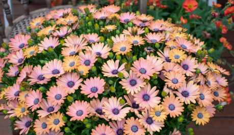 Osteospermum tradewinds™ Terracota