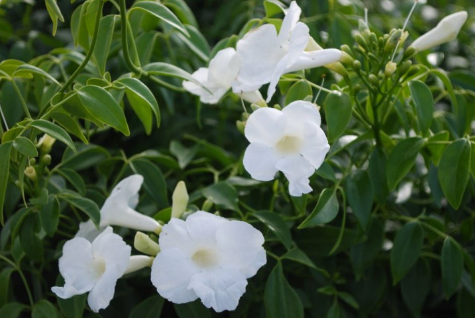 Pandorea jasminoides Lady Di