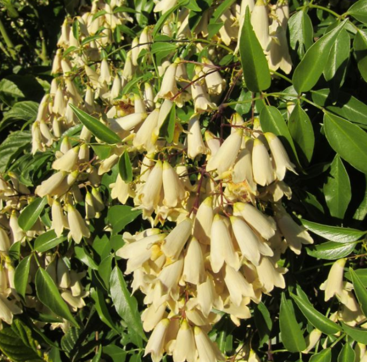 Pandorea pandorana Tiffany