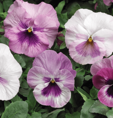 Pansy spp. Pink