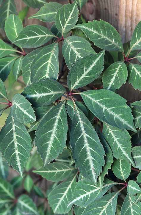Parthenocissus henryana Silver Vein Creeper