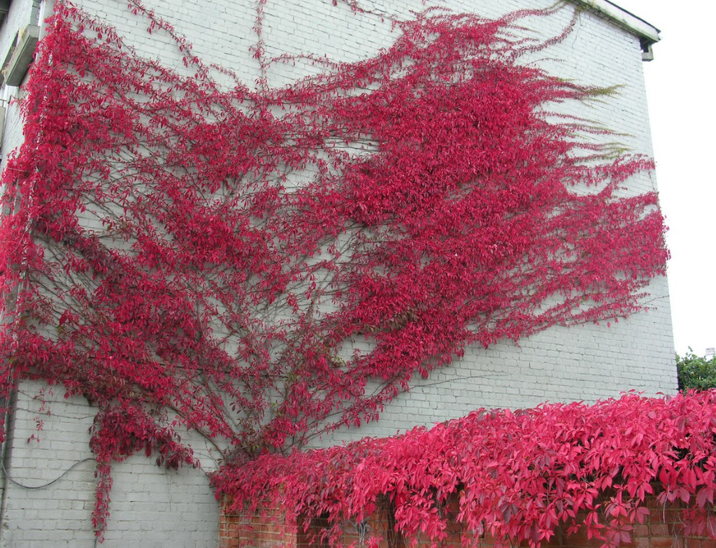 Parthenocissus quinquefolia