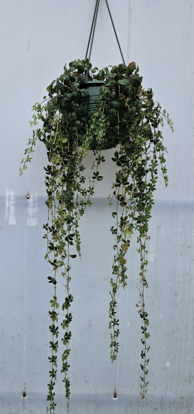 the plant broker