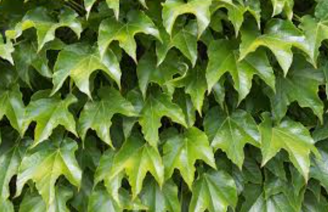 Parthenocissus tricuspidata
