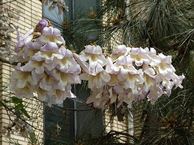 Paulownia tomentosa