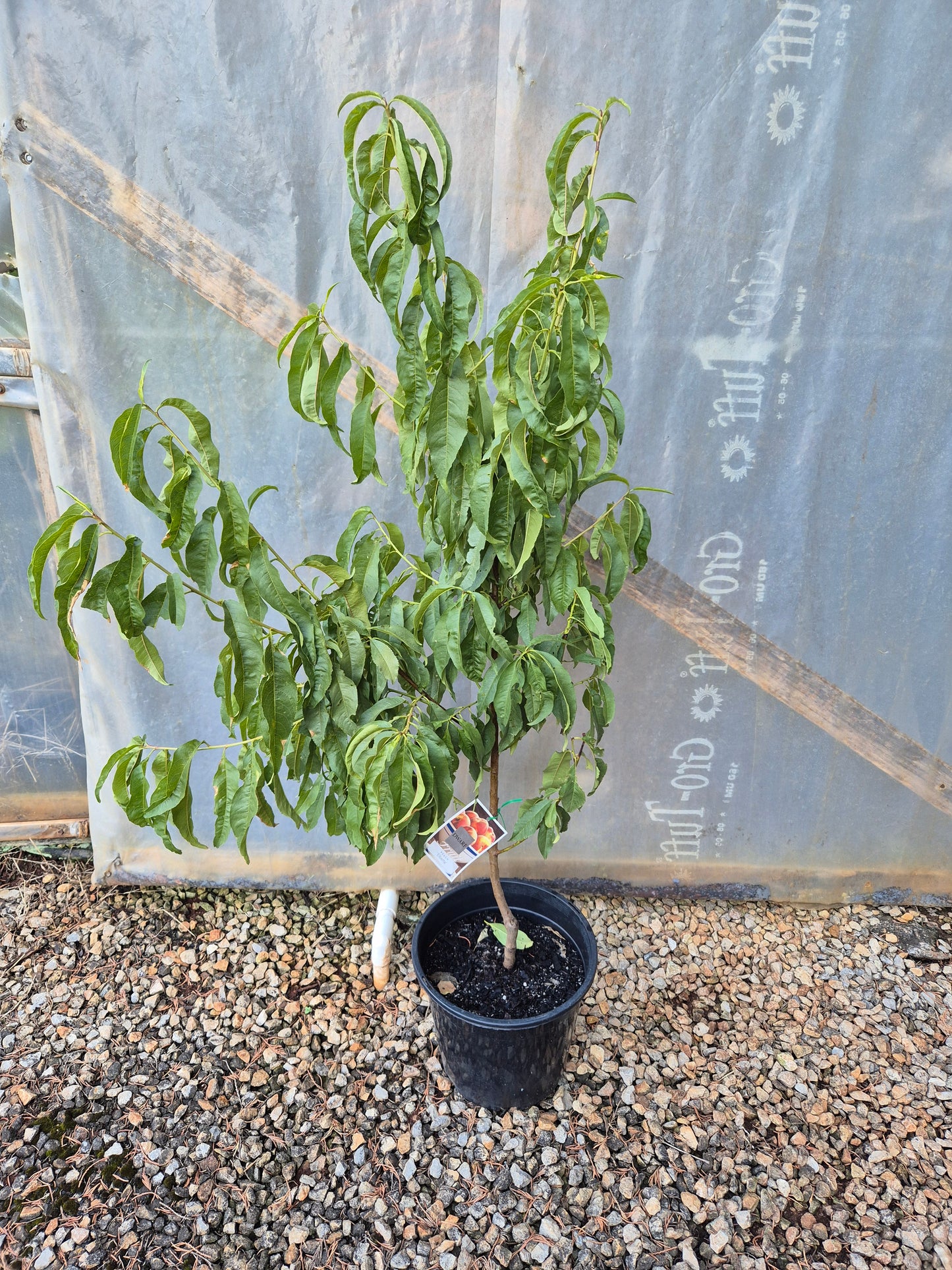 Peach - Elberta Dwarf