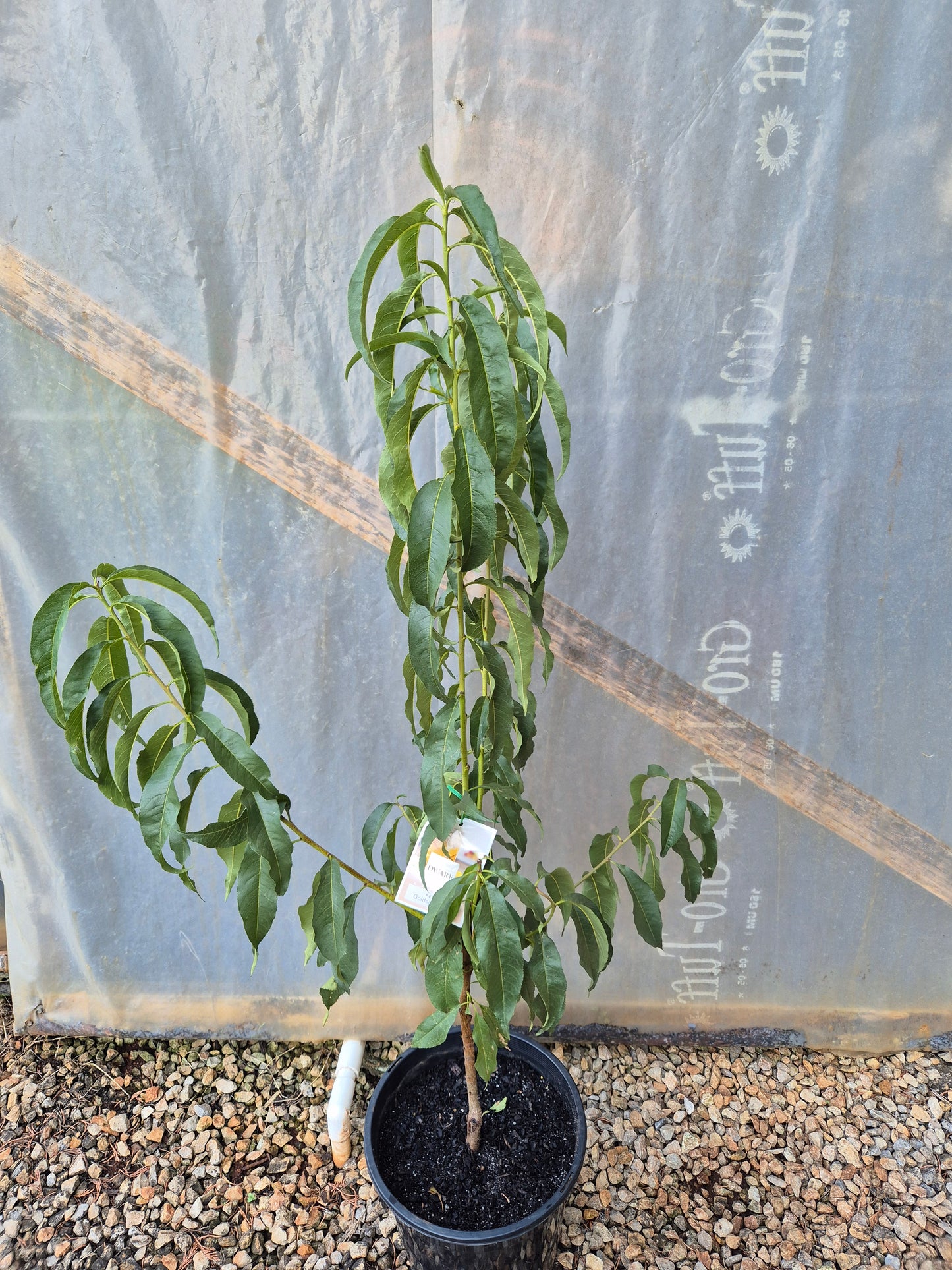 Peach - Golden Queen Dwarf