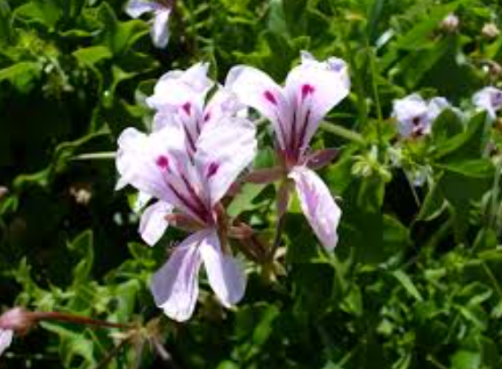 Pelargonium peltatum