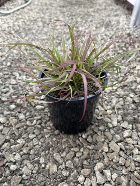 Pennisetum advena Rubrum