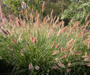 Pennisetum alopecuroides (PA400) PURPLE LEA®