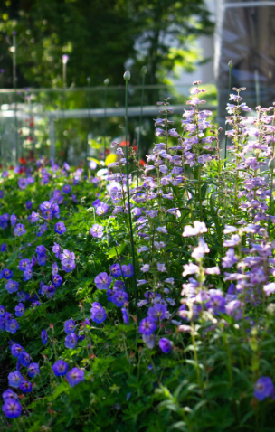 Penstemon Alice Hindley