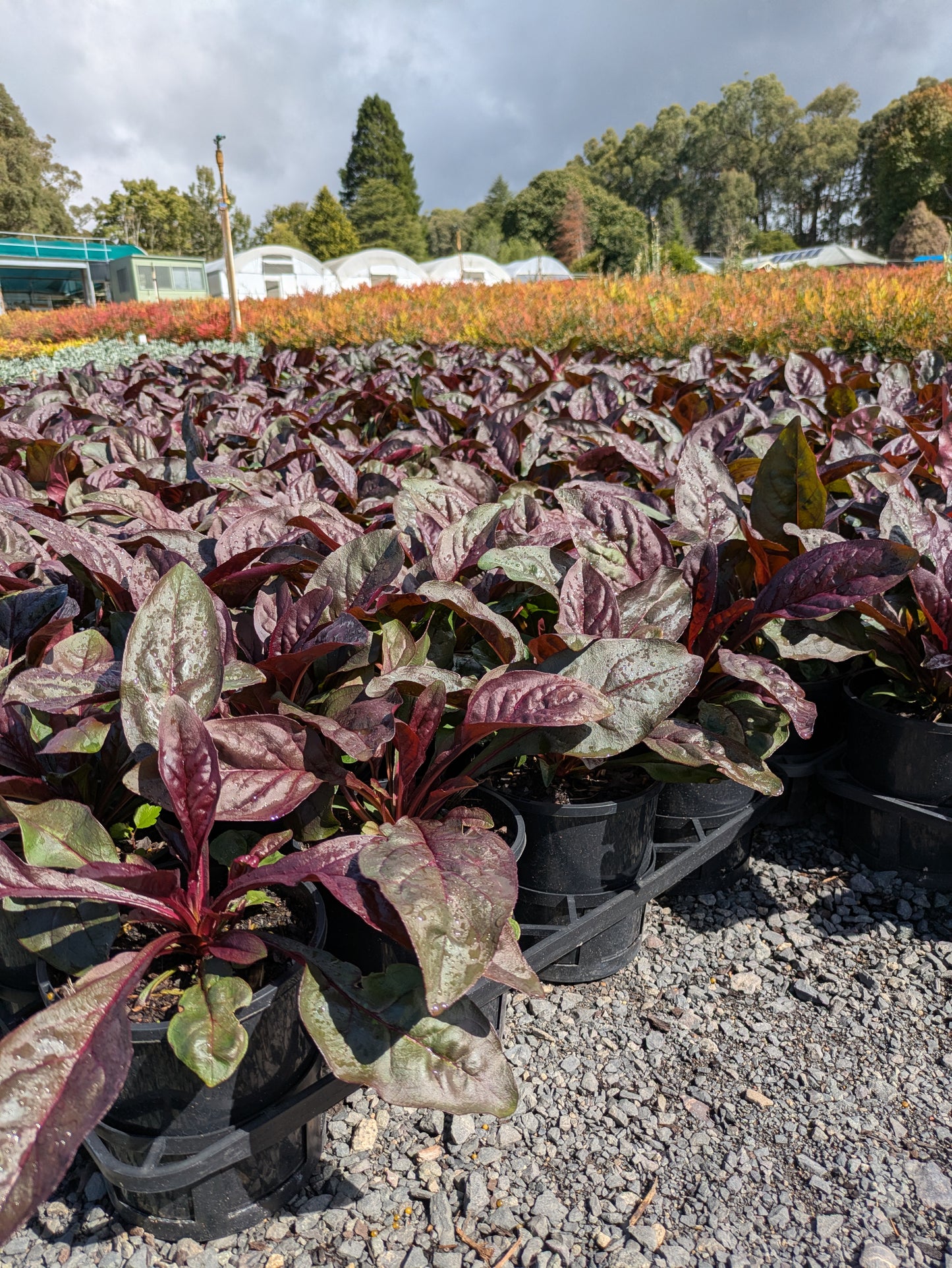 Penstemon Dakota Burgundy