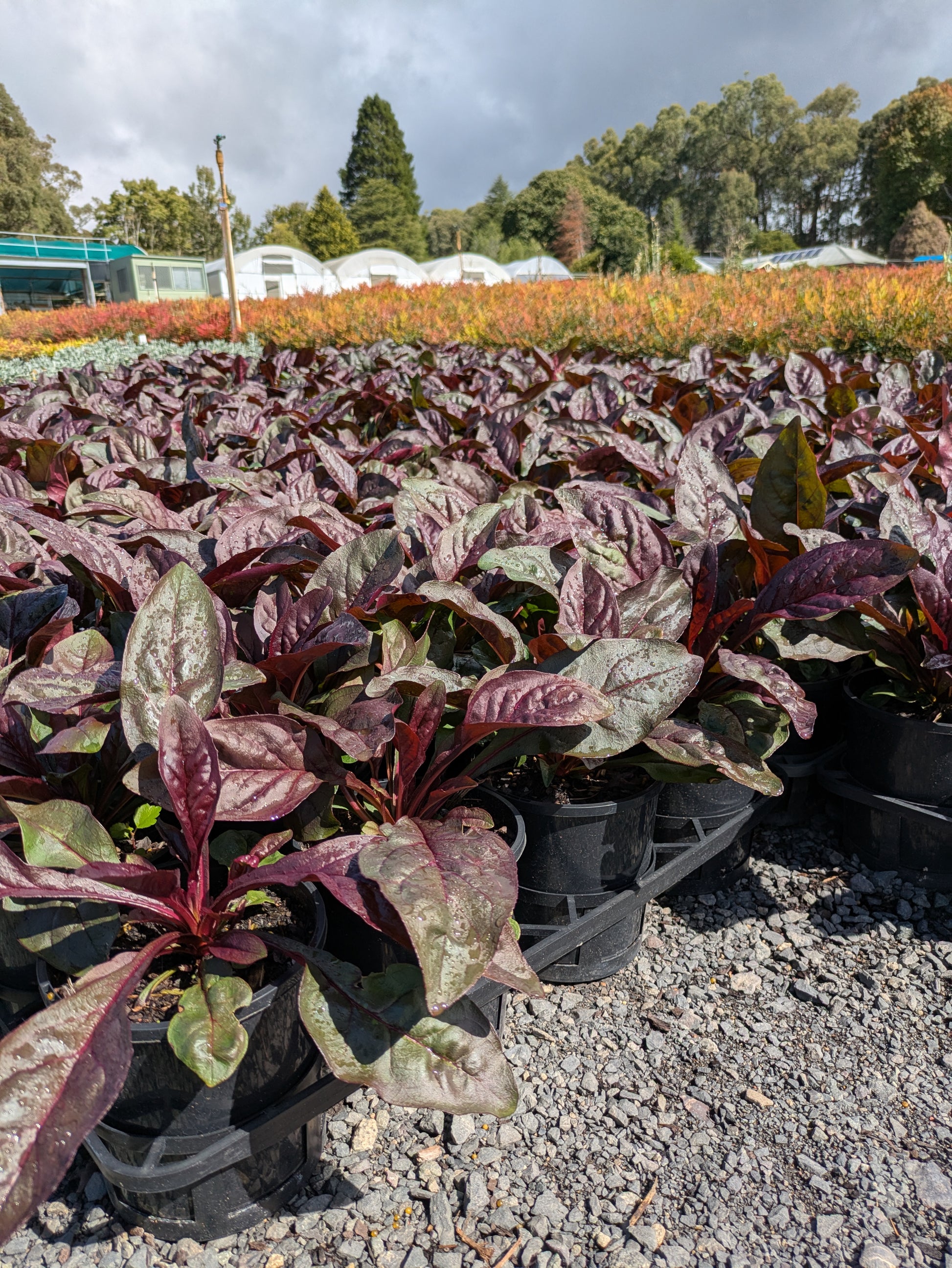 the plant broker