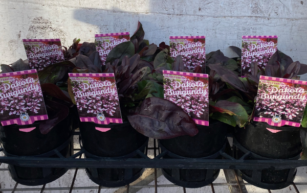 the plant broker