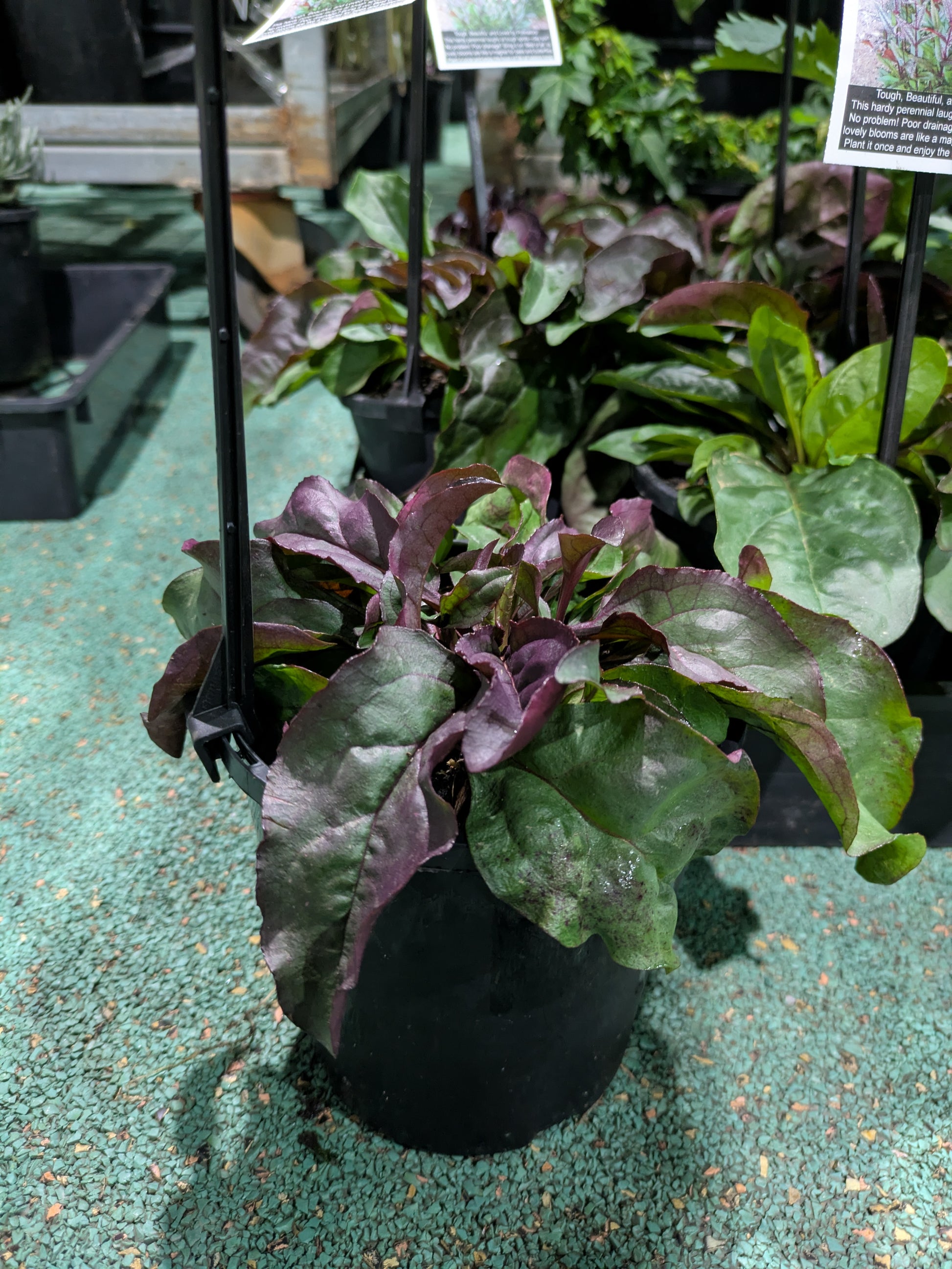 the plant broker