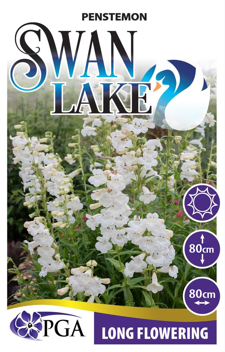 Penstemon ‘Swan Lake’