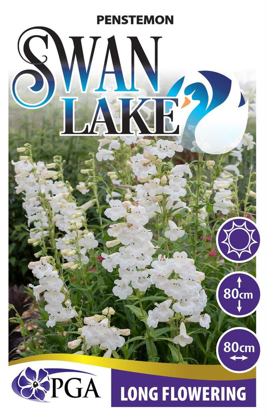 Penstemon ‘Swan Lake’