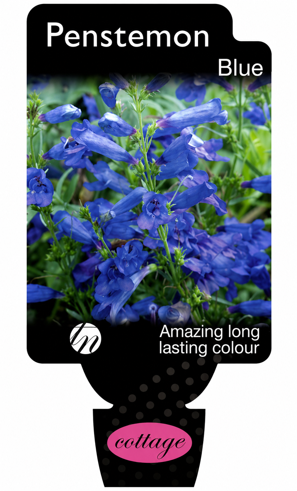 Penstemon spp. Blue