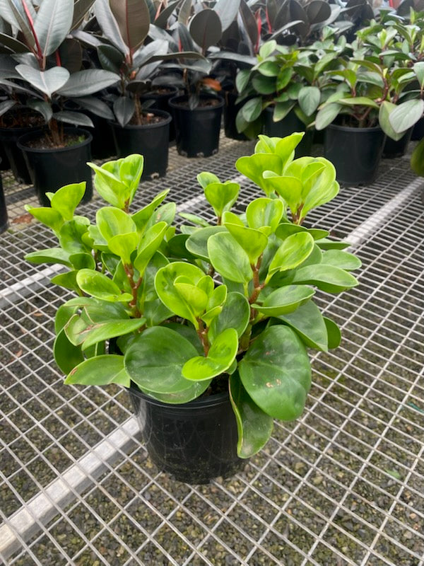 Peperomia obtusifolia 'Lemon Lime'