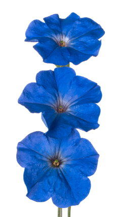 Petunia Blue