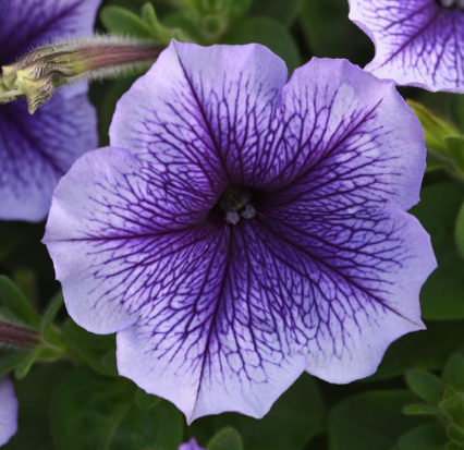 Petunia Blue Vein